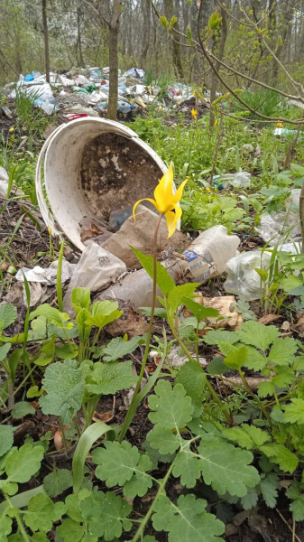 На Вінниччині рідкісні дикі тюльпани закидали сміттям                    
