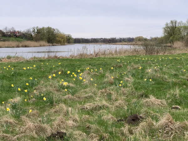 На Вінниччині розквітла долина нарцисів                    
