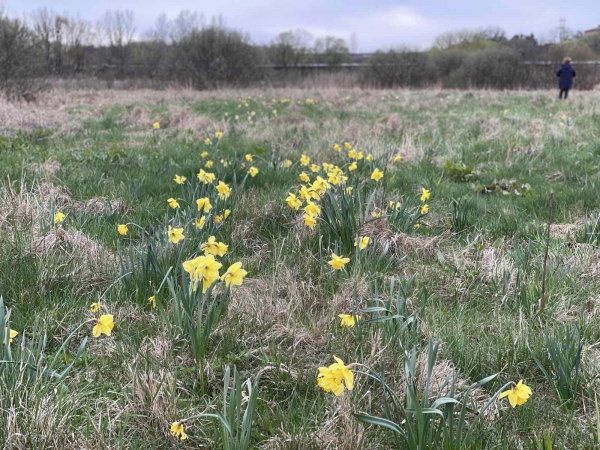 На Вінниччині розквітла долина нарцисів                    
