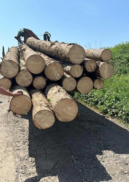  Вилучили нелегальну деревину та вантажівку: на Хустщині поліція зафіксувала злочин 