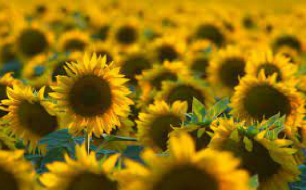 Нова фотолокація?: На 100 гектарах землі неподалік Мукачева ростуть соняшники (ВІДЕО)
