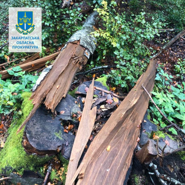  Збитки на 2,8 млн. грн.: ексслужбовця Карпатського біосферного заповідника підозрюють у незаконній рубці лісу 