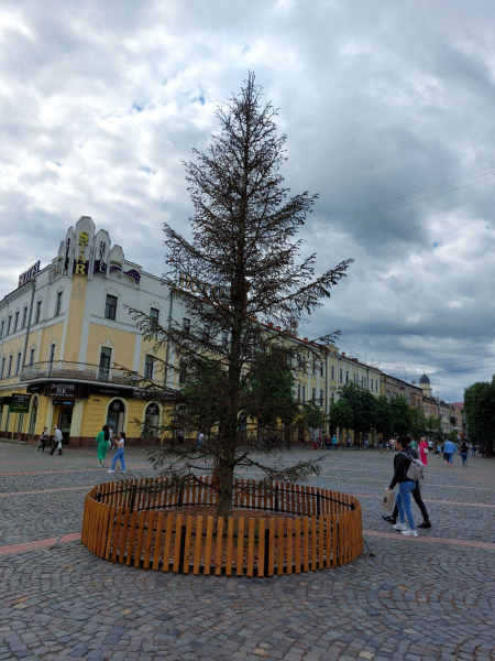  "Прибрати суху ялинку з центра": мукачівці звернулися до мера міста з великим проханням 