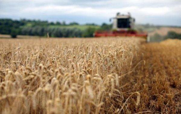 Названа сума збитків від заборони на імпорт зерна до ЄС