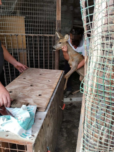  На Тячівщині місцеві жителі виявили жорстоке поводження з тваринами 