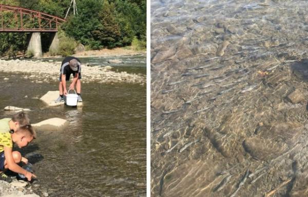 У річках Закарпаття оселилося понад 15 тис мальків лосося дунайського