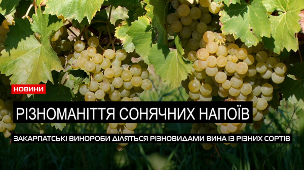  Сонячні напої Закарпаття: близько сотні виноробів виготовляють закарпатські вина (ВІДЕО) 