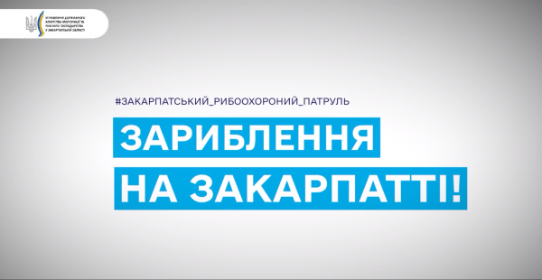  Зариблення на Закарпатті: з початку року вселено більше 167 тисяч екземплярів водних біоресурсів (ВІДЕО) 