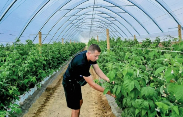 Закарпаття лідирує за державними грантами на садівництво, ягідництво та виноградарство (ПЕРЕЛІК)