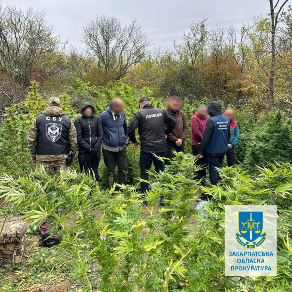  Облаштували масштабну наркоплантацію та виростили конопель на 2 млн грн: на Закарпатті судитимуть організовану групу 