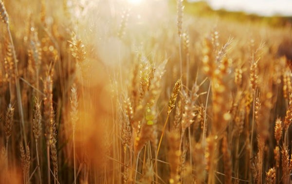 В Україні прогнозують збільшення врожаю на 6%