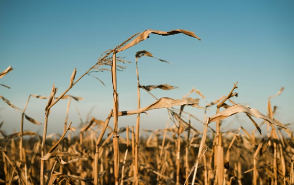 В Україні намолотили 43,6 млн тонн зерна