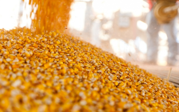 Україна завершує жнива: результати за 2025 рік та прогнози на 2026-й Україна завершує жнива: результати за 2025 рік та прогнози на 2026-й