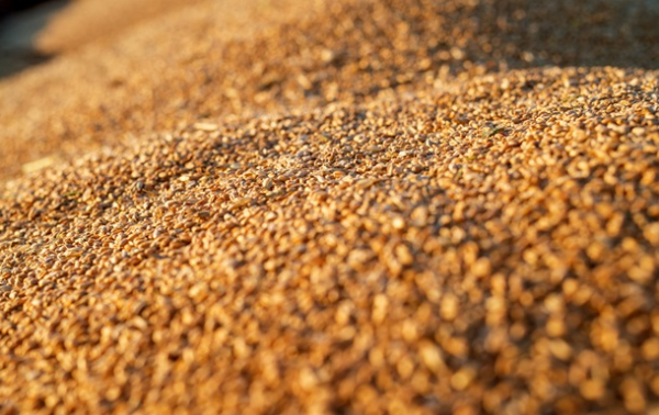 Україна скоротила експорт агропродукції у січні