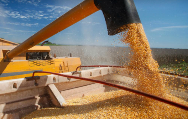 БЕБ запобігло незаконному експорту кукурудзи до Малайзії на 202 млн