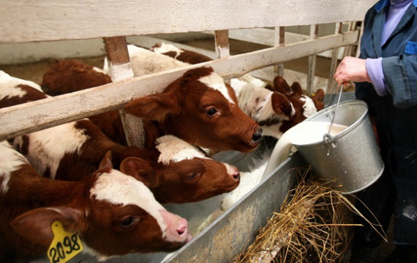 Фермери РФ втратили 1,5 млрд рублів через масове знищення худоби Фермери РФ втратили 1,5 млрд рублів через масове знищення худоби