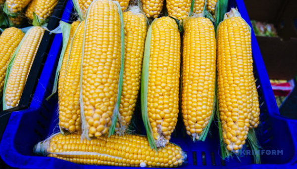 В Україні зросли експортні ціни на кукурудзу