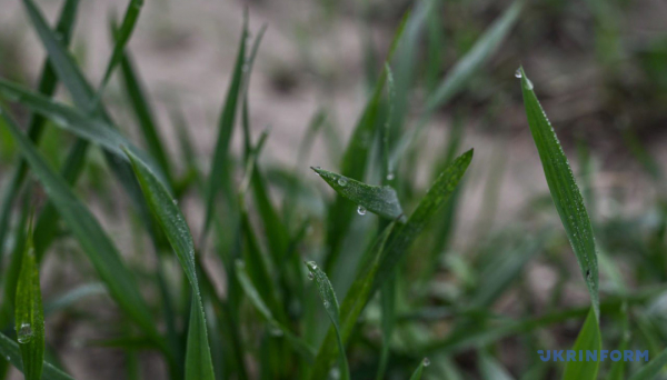 Посівна-2026: &laquo;холодний&raquo; старт і зростання витрат