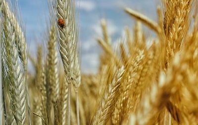 Україна наростила експорт зерна: яка культура лідирує Україна наростила експорт зерна: яка культура лідирує